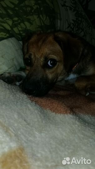 Собака в добрые руки отдам бесплатно