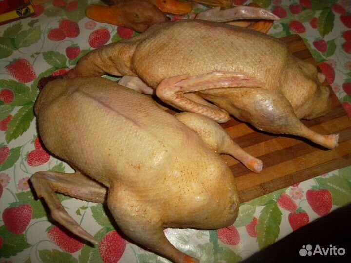 Утка домашняя мясо