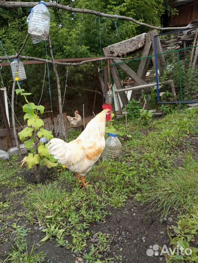 Петухи 7 месяца