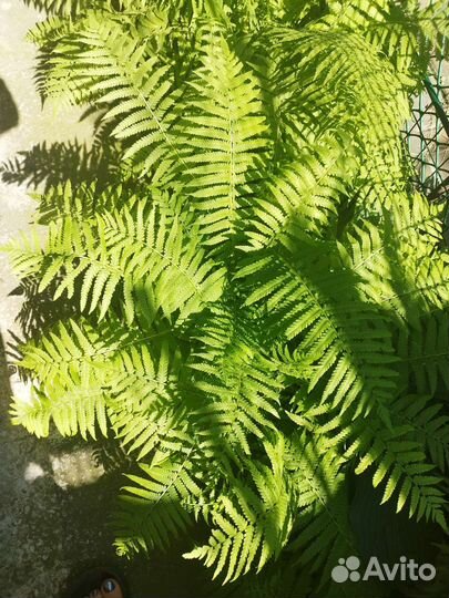 Папоротник садовый, гейзера, гортензия