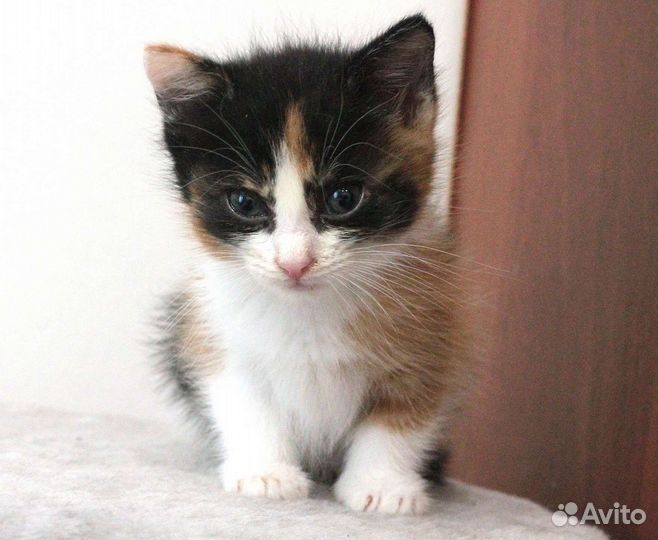 Котенок