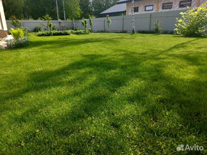 Посевной газон. Озеленение участка