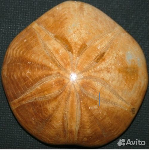 Окаменелые морские ежи и их иглы