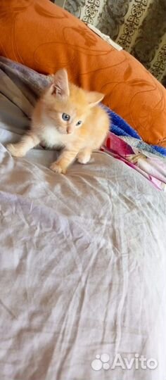 Отдам котят