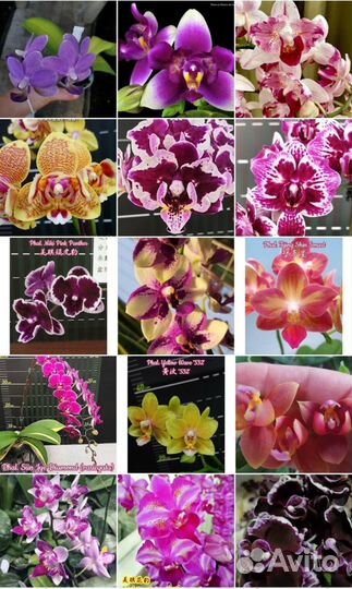 Сортовые азиатские подросхтки орхидей