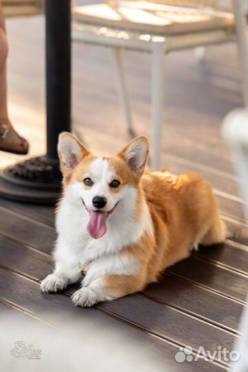 Фотограф-анималист, зоофотограф