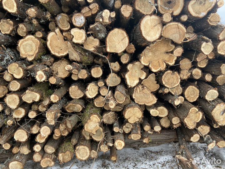 Деревья можевелника