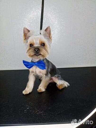 Йорк-мини ищет подругу