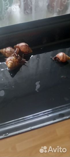 Улитки ахатины