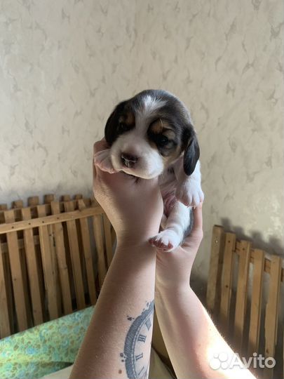 Бигль щенки