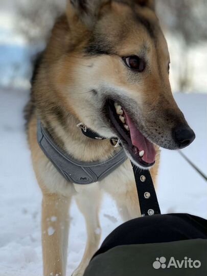 Лайка метис