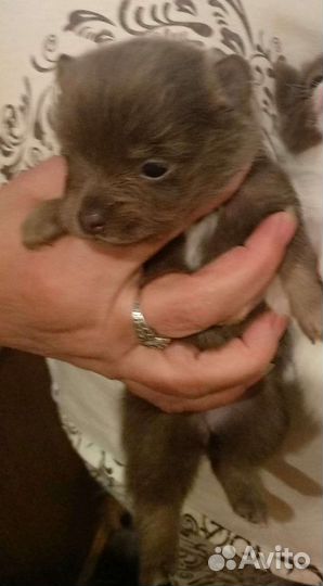 Щенки чихуахуа мальчишки и девочка