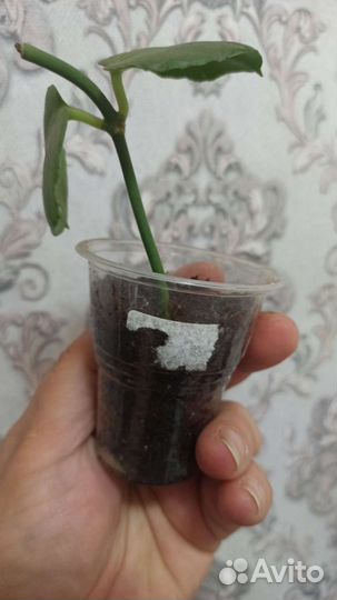 Церопегия сандерсона