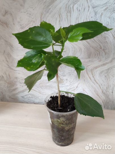 Гибискусы махровые белый и розовый