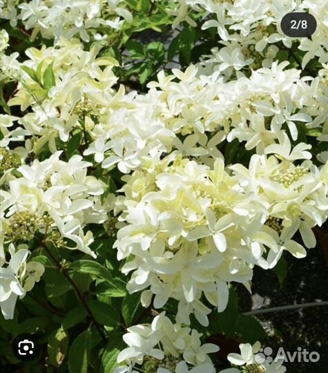 Гортензия Стар роуз