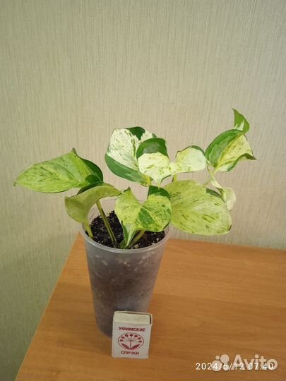 Сциндапсус