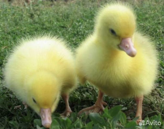 Гусята Линдовские