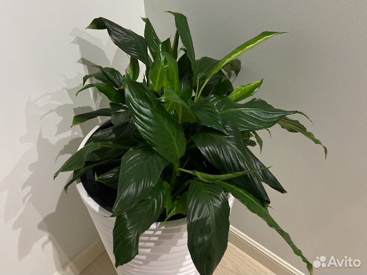 Спатифиллум