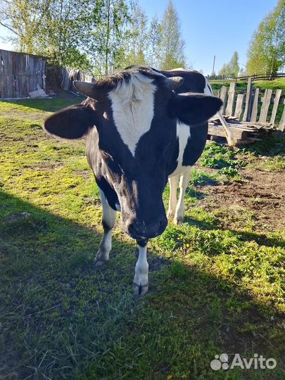 Телка 1,5 года
