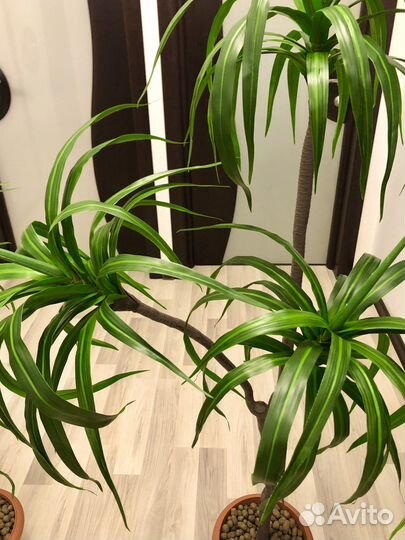 Дерево Драцена Новые