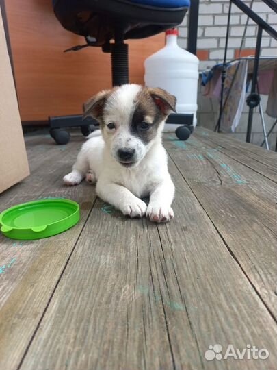 Щенки в дар