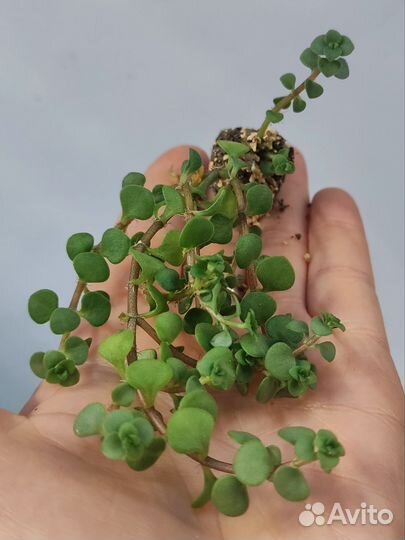 Седум очиток sedum суккуленты