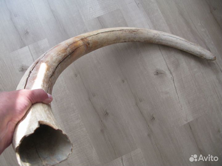 Бивень мамонта для интерьера Цена за весь бивень