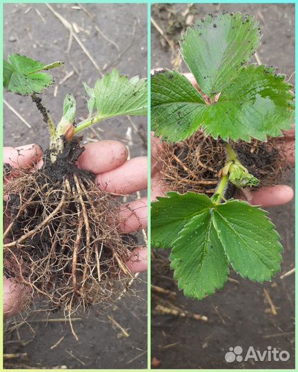 Продаю рассаду клубники