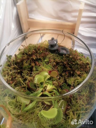 Флорариумы с растениями - хищниками и суккулентами