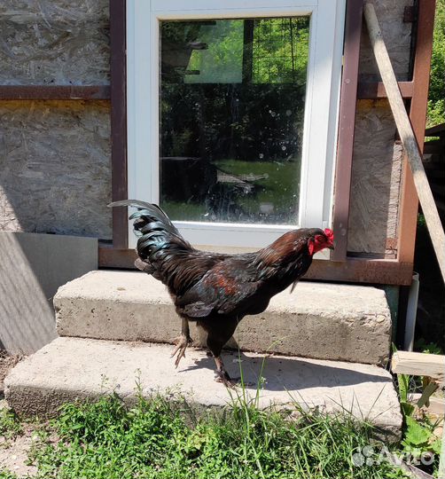 Петух помесь бойцовский