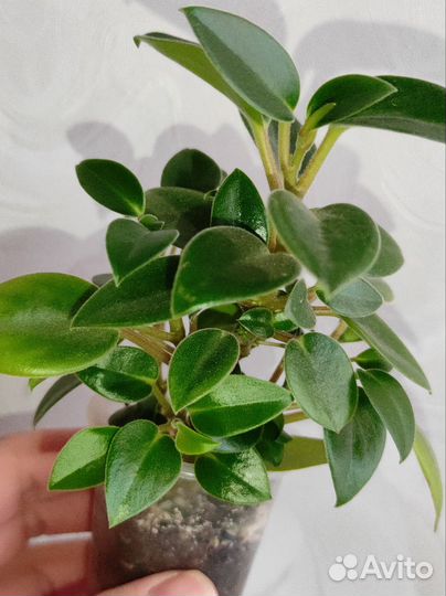 Пеперомии 3