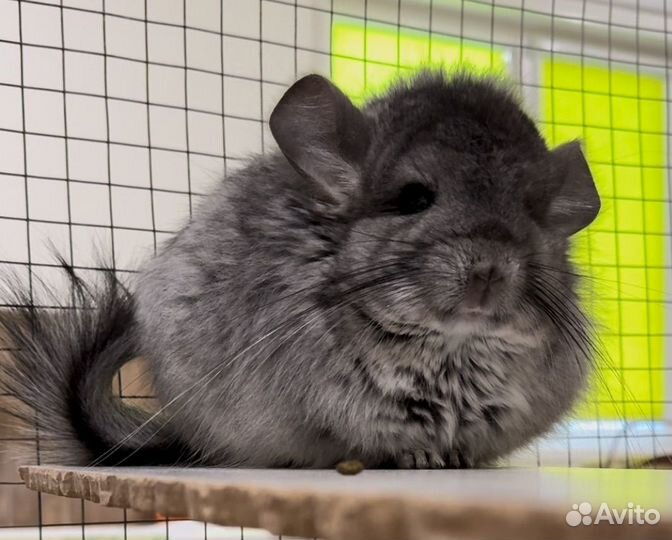 Шиншилла девочка