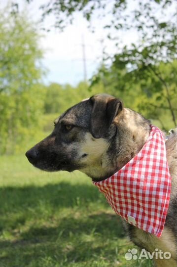 Собака в добрые руки, Ярик