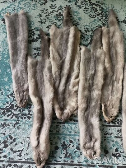 Шкурки голубой норки 12шт