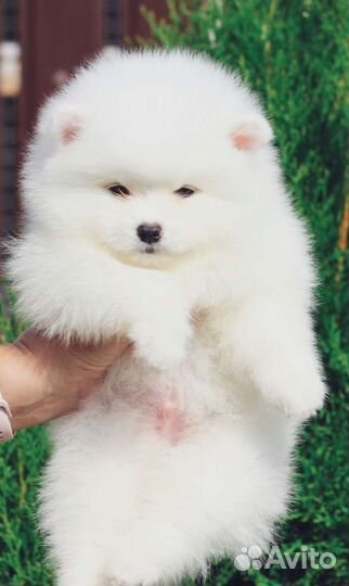 Белый Мишка