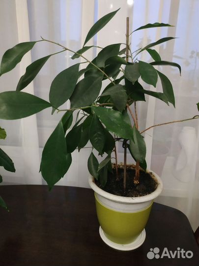 Комнатные цветы