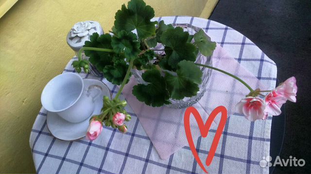 Почти вечноцветущая пеларгония-крупн-цв-2 растения