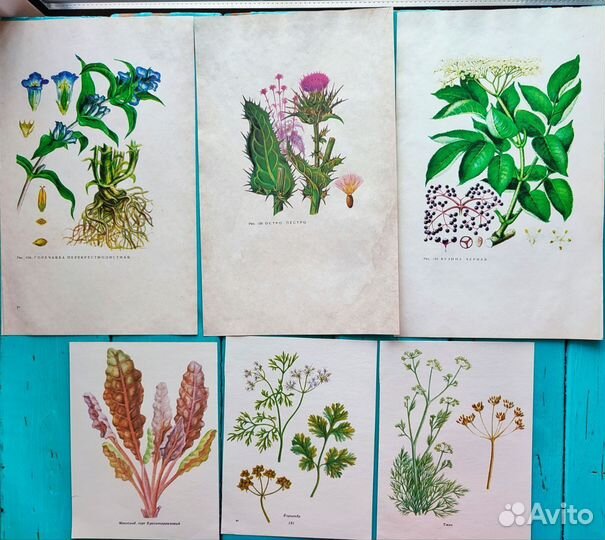 Иллюстрации растения, грибы для джанбуков