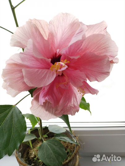 Сортовые гибискусы