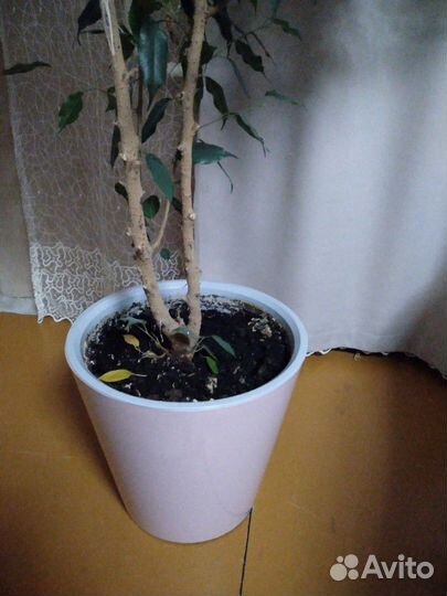 Фикус в горшке высотой больше метра