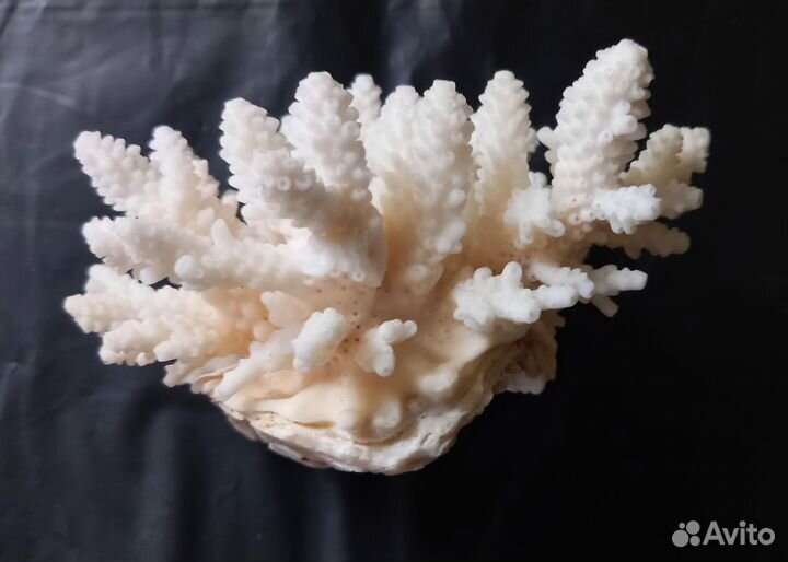 Морские кораллы