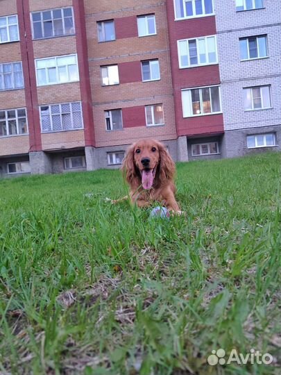 Вязка собак