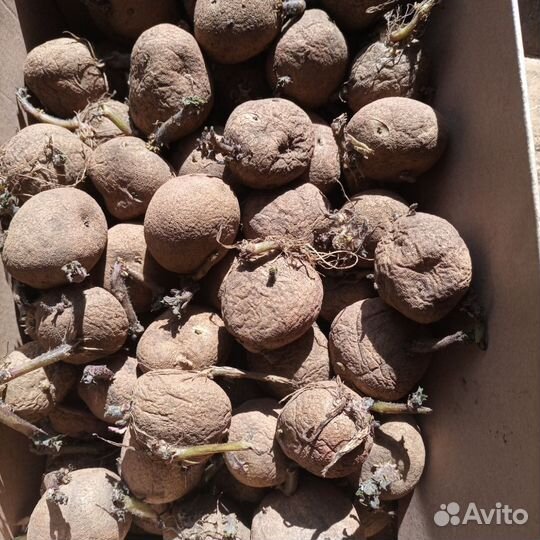 Семенной картофель