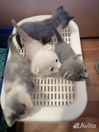 Отдам котят
