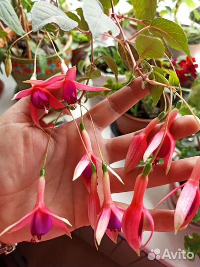 Комнатные цветы фуксия сортовая крупный цветок
