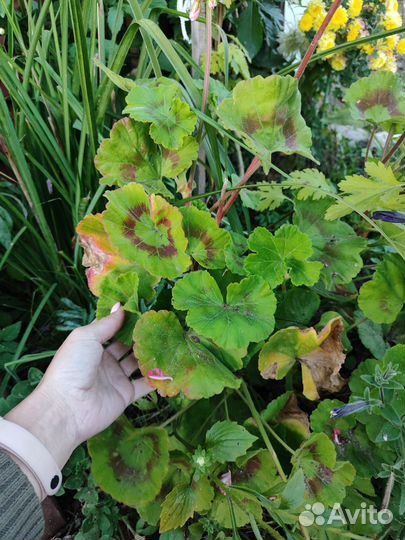 Пеларгония герань