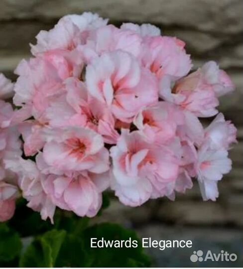 Пеларгонии сортовые