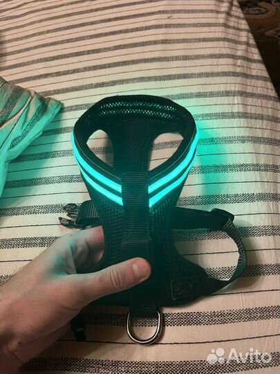 Tappi амуниция светодиодная шлейка кадо черная М