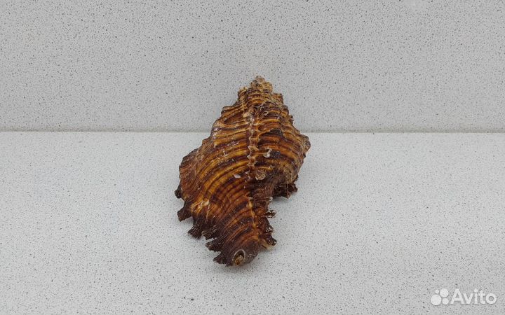 Торрефактус 12,1 морская ракушка раковина
