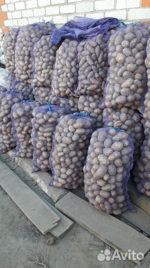 Продам картофель